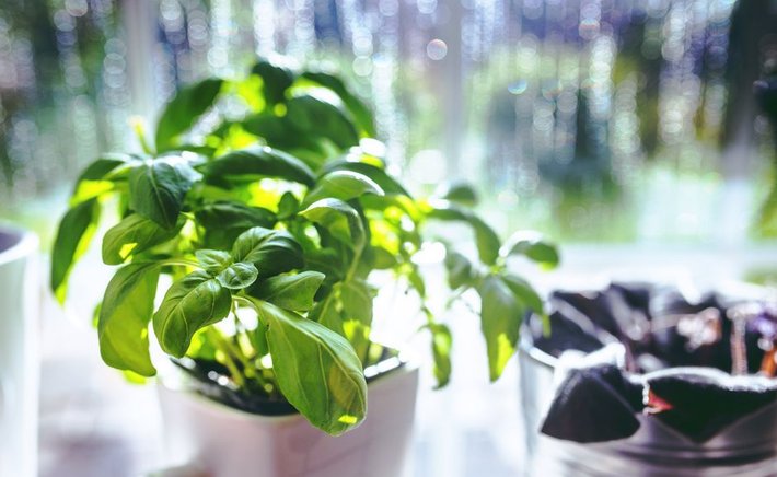 Growing a Windowsill Herb Garden: Small Space, Big Flavor