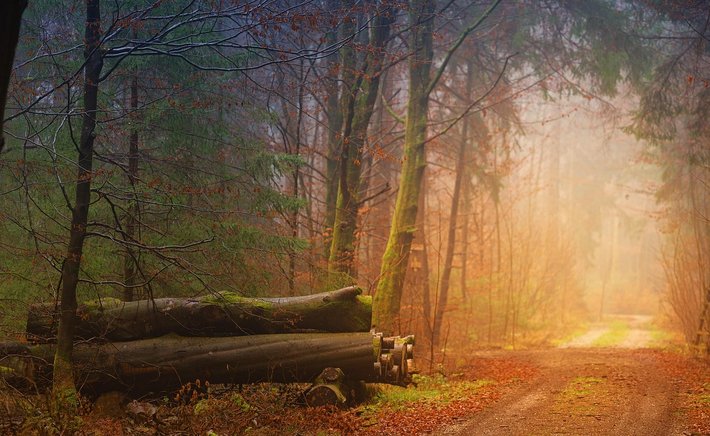 The Art of Slowing Down: Lessons From the Changing Seasons