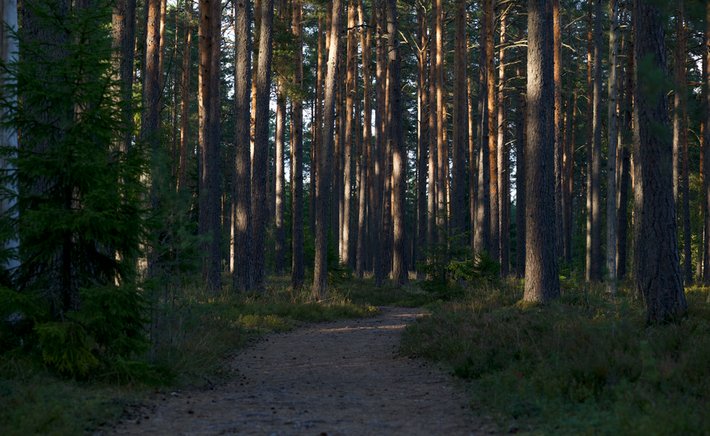 The Quiet Power of Forest Bathing: A Beginner's Guide to Shinrin-Yoku